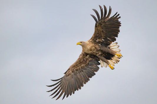 Expedition ins Reich der Seeadler