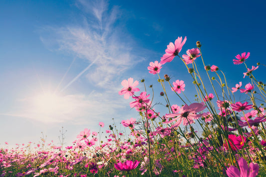 Den Frühling entdecken